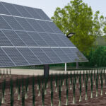 Impianto agrovoltaico di Scalea